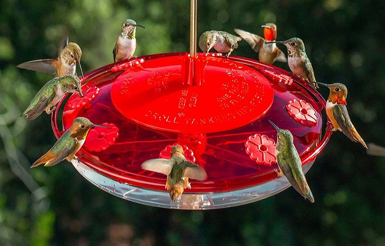 Tips to Attract the Hummingbirds to the Feeders You Place