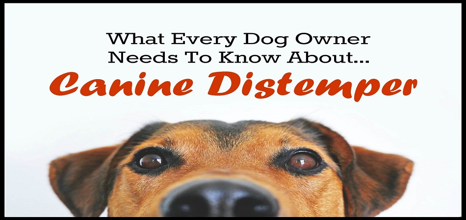 Learn How to Relieve Your Dog Of Canine Distemper!