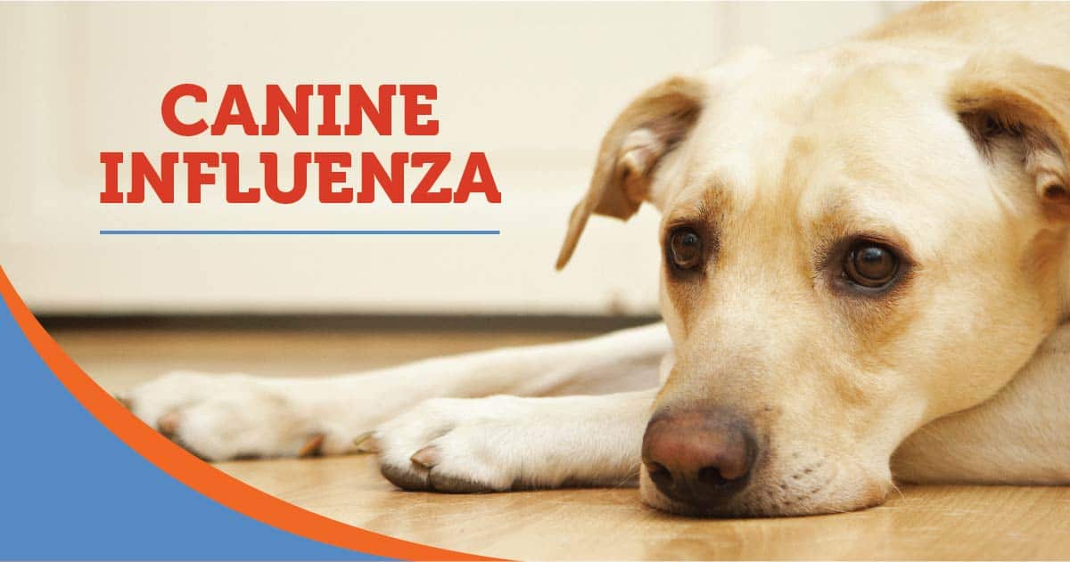 How to Deal with Canine Influenza?