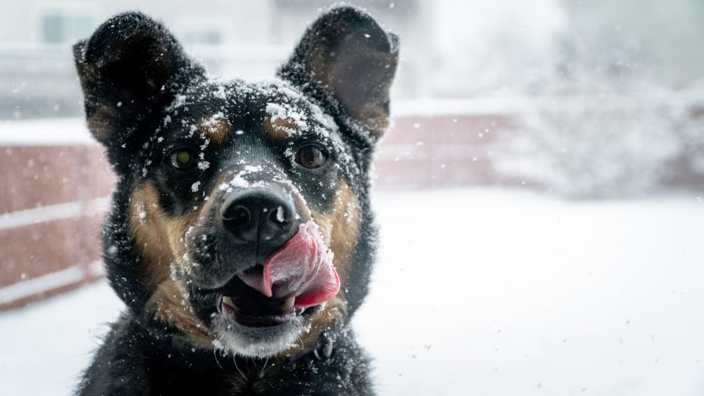 Caring Tips for Your Dog in Winter Season