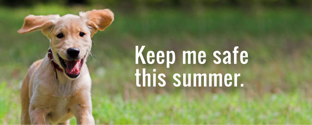 How to Have a Safe & Happy Summer with Your Dog?