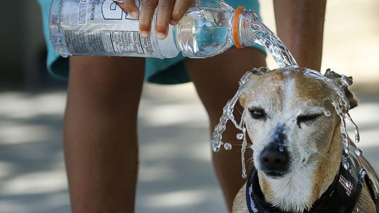 Hyperthermia or Heat Stroke in Dogs