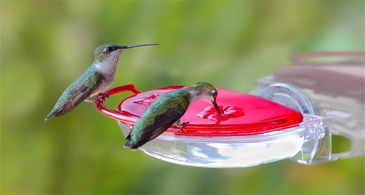 Important Points about Window Mount Hummingbird Feeders