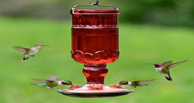 My Experience with More Birds Vintage Hummingbird Feeder