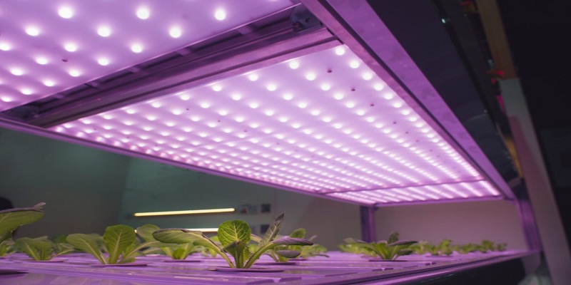 How to Choose the Best LED Grow Lights?
