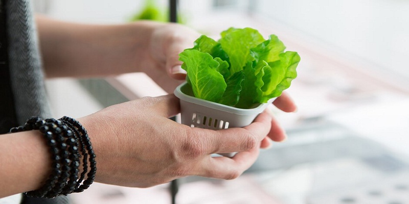 Why Should You Think About Setting Up Hydroponic System?
