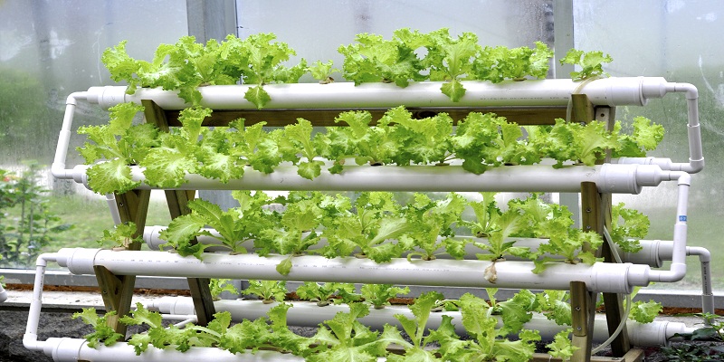 What to Ask the Supplier of Hydroponic Systems?