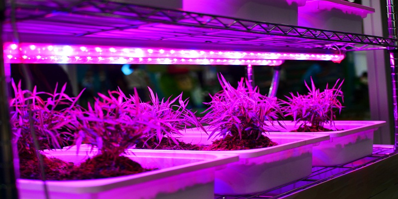 Reasons for Making Use of Good Quality LED Grow Lights