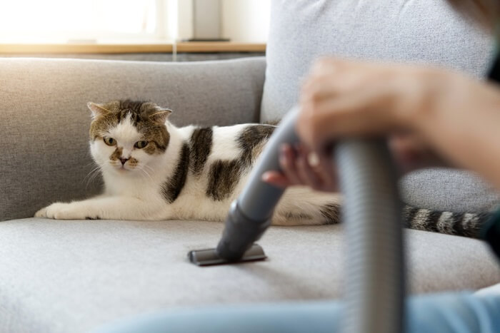 Tips to Vacuum House for Picking Your Cat’s Fallen Hairs